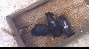 Ловим голубей простой ловушкой! Простая ловушка на птиц! Красивые голуби! Поймал голубей!