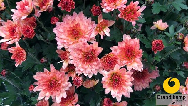 Multiflora Chrysanthemums смотреть онлайн