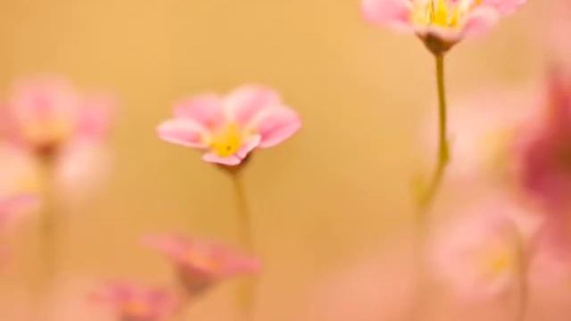 НЕЖНОСТЬ ЛЕТА . ФОТО ЯНА БОНДОРЕВА смотреть онлайн