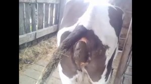 Корова какает под лютый музон💩💀.               ( ͡° ͜ʖ ͡°)