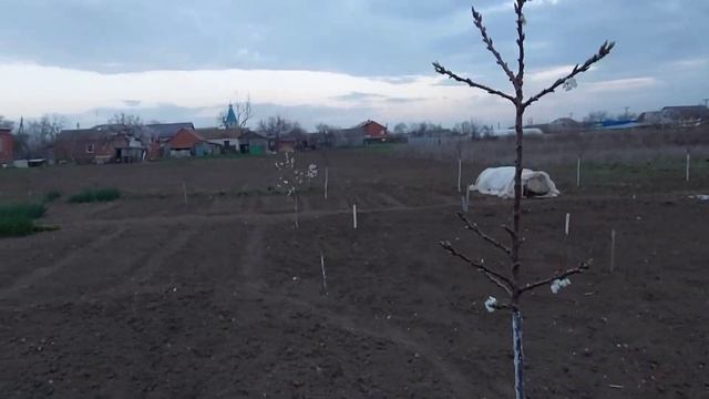 +29. Зацвёл персик, алыча. смотреть онлайн