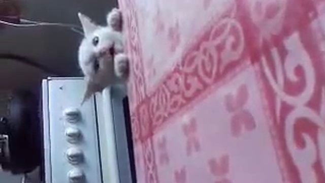 кот, хаха. прикол!!! смотреть онлайн