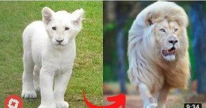 I'm a Big Kid Now - Animals Grow Up From Baby Animals To Adult Animals I'm a Big .Tik Tok On Top.