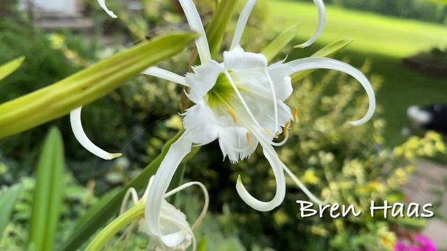 Hymenocallis (spider Lily) in my Home Garden смотреть онлайн