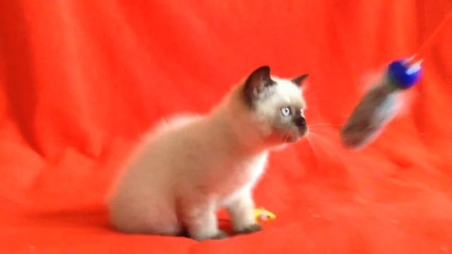 Котята для Вас! Котята шотландские редких и классических окрасов. смотреть онлайн