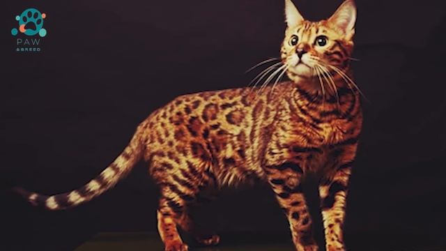 Serengeti Cat - One of the Most Expensive cats смотреть онлайн