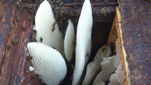 Опоздал с расширением пчелосемей весной. И вот что получилось...