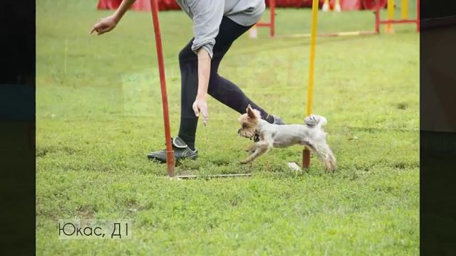 ЙОРКШИРСКИЕ ТЕРЬЕРЫ ЮКАС И ЮТА - ЧЕМПИОНАТ ЕКАТЕРИНБУРГА ПО АДЖИЛИТИ смотреть онлайн