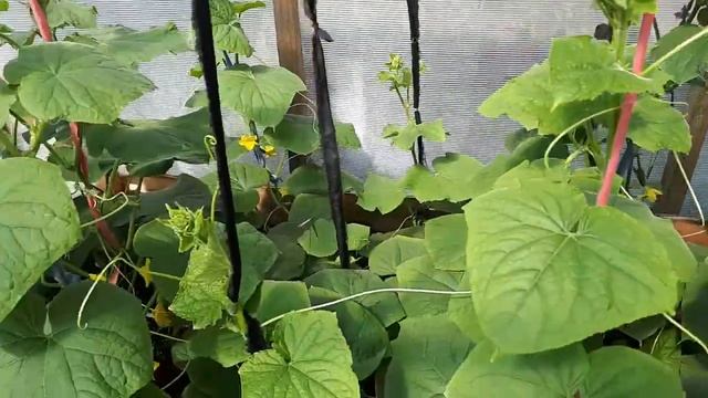 Первый урожай огурцов 14 мая Урал Описание гибридов огурцов, формировка кустов смотреть онлайн