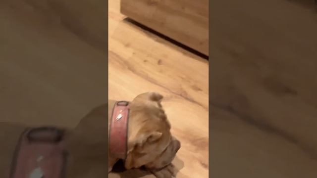 Последний щенок от умнейшей пары собачьего YouTube! Может это именно ваша собака ? смотреть онлайн