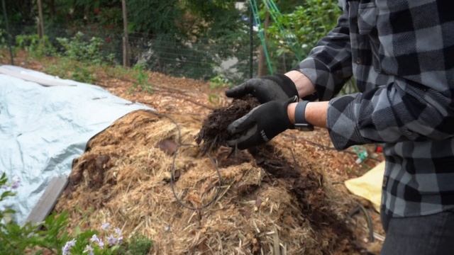 Composting Palm Fronds - REALLY GOOD EARLY RESULTS | UPDATE VIDEO смотреть онлайн