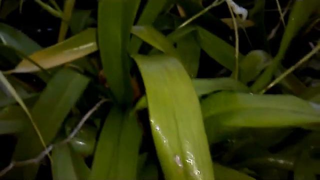 Brassia Rex Sakata - Fragrant -Spider Orchids - Award Winning Plant AM/ AOS смотреть онлайн