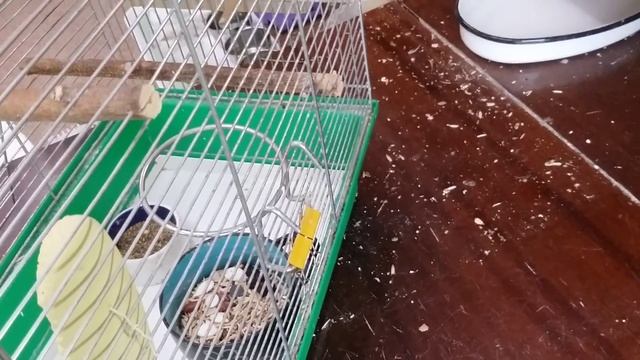 Оборудование клетки для средн х попугаев. смотреть онлайн