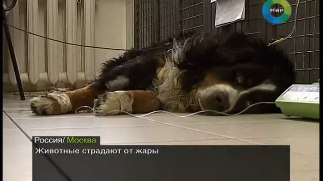 Помощь животным при жаре смотреть онлайн