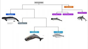 ЛЕВИАФАН — главный противник мегалодона и настоящий Моби Дик? [ЭВОЛЮЦИЯ КИТОВ]