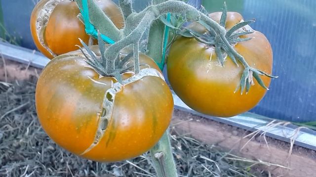 Обзор сортов томатов//шоколадный страйпс,малахитовая шкатулка,орлиное сердце//9 июля. смотреть онлайн