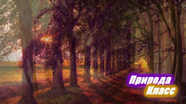 Лесные дороги и тропы Forest roads and trails смотреть онлайн