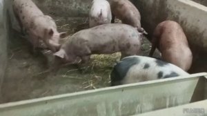 БМВД для свиней рост от 30 до ? кг с хорошим суточным привесом