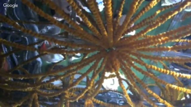 07.02.18, утро. Прабхуджи снова дает лекции по 11 Песни "Шримад-Бхагаватам"! смотреть онлайн