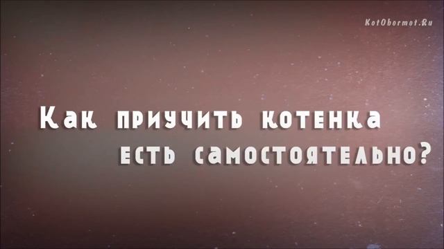 Чем кормить котенка в 1 месяц смотреть онлайн