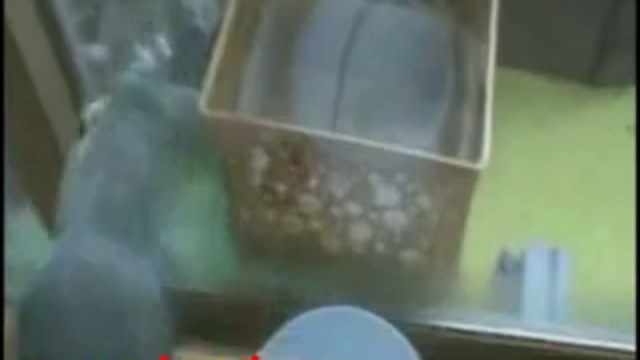 попугай против черепахи смотреть онлайн