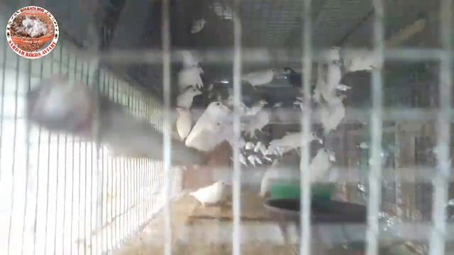 Low Price For Java Birds Sale. || চোখ বন্ধ করে জাভা পাখি পালান শুরু করুন। смотреть онлайн