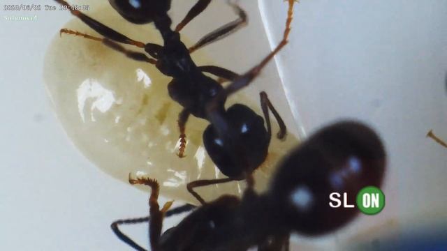 Этапы развития личинки муравья мессор структор (messor structor) смотреть онлайн