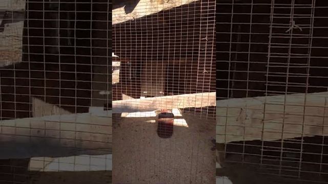 брама светлая, колумбийская смотреть онлайн