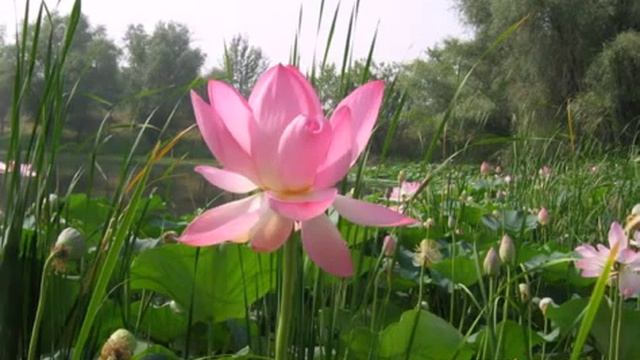 Лотосы в Волгоградской области смотреть онлайн