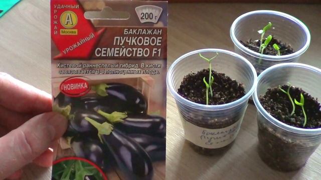 Баклажаны взошли на 5 день щеткой! смотреть онлайн