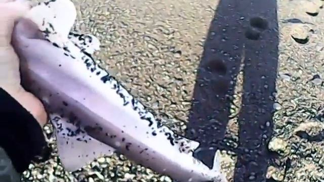 Рыбалка в Новой Зеландии. Fishing in New Zealand. смотреть онлайн