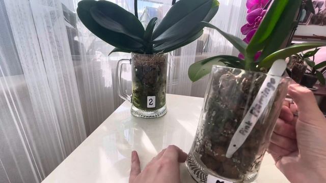 Спокойно поговорим о поливе( просто мой опыт)