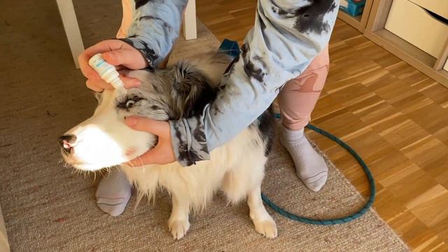 How to Administer / Give Eye Drops to Dogs (even for dogs that HATE it!) смотреть онлайн
