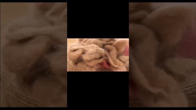Щетка паровая для кошек и собак смотреть онлайн