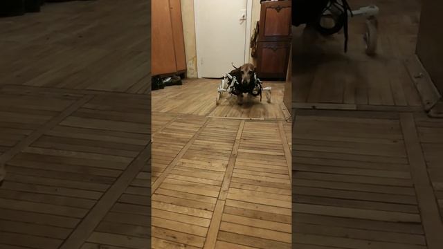 Инвалидная коляска для собак Квадро Frakishtak Full Support Dog Wheelchairs смотреть онлайн