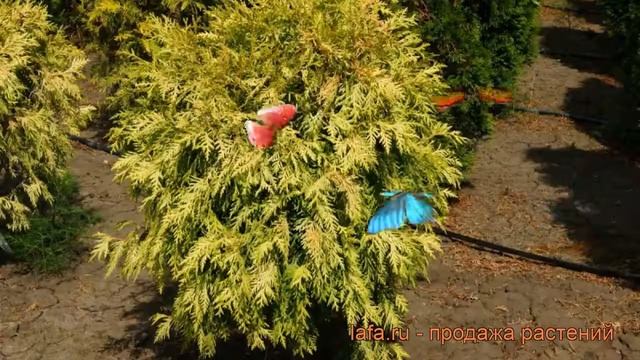 Туя западная Селена (thuja occidentalis selena) ? туя Селена обзор: как сажать саженцы туи Селена смотреть онлайн