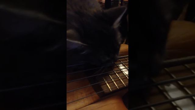 Кошка играет на гитаре/ Cat plays guitar смотреть онлайн