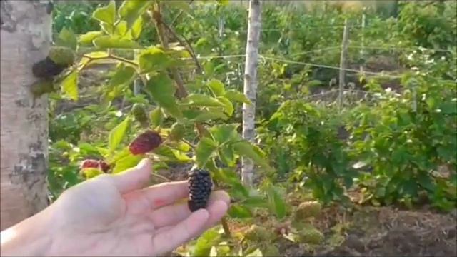 Ежевика "Карака блэк"и "Блэк бьют" на Смоленщине. смотреть онлайн