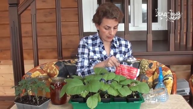 Чем подкормить баклажаны Натуральные подкормки для рассады смотреть онлайн