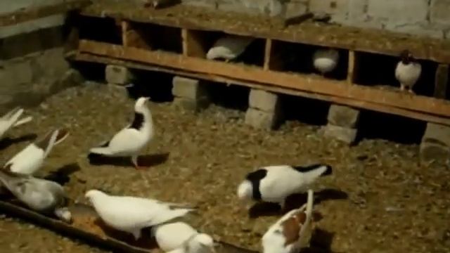 Голубятня изнутри.