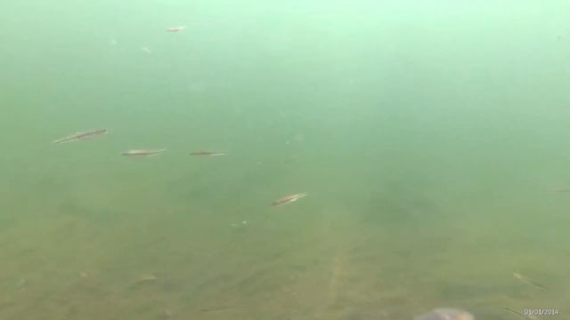 Река Воркута и рыбки гольяны смотреть онлайн