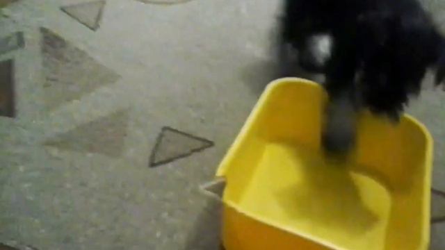 4 года вместе/ Цвергшнауцер Джесс смотреть онлайн