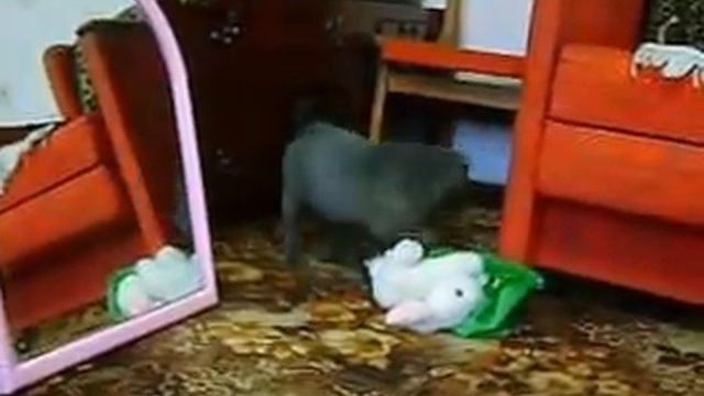 SHAR-PEI puppy , blue boy 1 , for sale смотреть онлайн