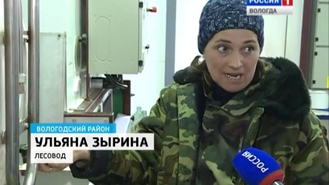 В области собрали рекордный урожай еловых шишек смотреть онлайн