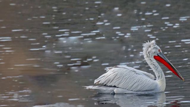 Кудрявый пеликан лат Pelecanus crispus - Слушать пение пеликана. смотреть онлайн