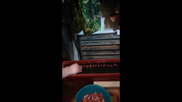 Выгонка зеленого лука дома смотреть онлайн