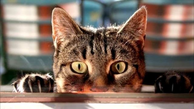 Познавательные факты о кошках. Факты о котиках смотреть онлайн