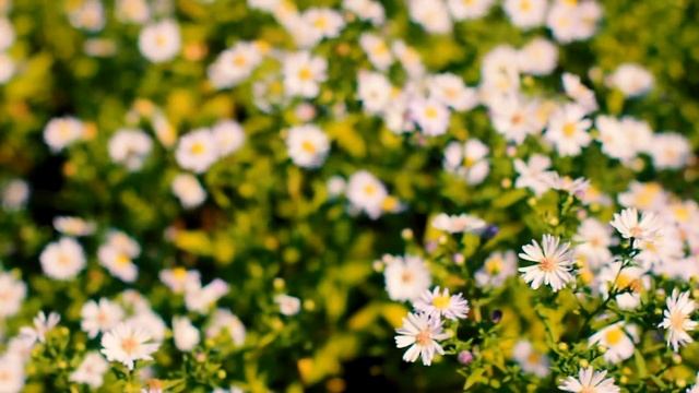 Необычные цветочный фон — Цветы осенью | Футажи красивая природа [FullHD] смотреть онлайн