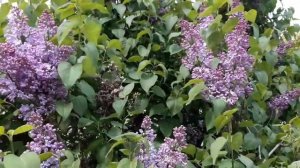 ?ЧТО ЛЕЧИТ СИРЕНЬ И КАК ЕЁ ИСПОЛЬЗОВАТЬ .?
