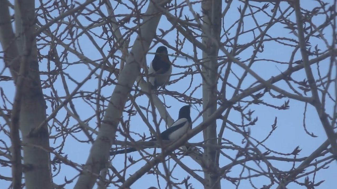 Сороки начали строить гнездо смотреть онлайн